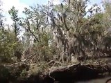 Swamp tour alligators and Cyprus trees, west of New Orleans