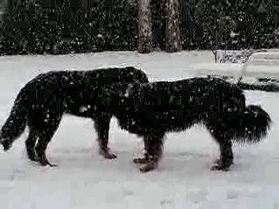 Neige 17/12/2010