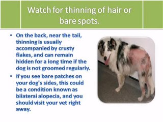 Grass and Other Summer Allergies in Dogs