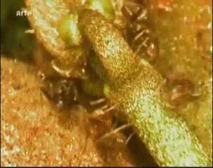 Inteligence des plantes : tabac et nicotine