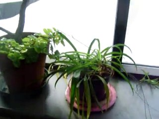 Une vue depuis ma bibliothèque