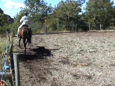 PHAYROUZ, jument arabe-barbe pleins papiers A VENDRE