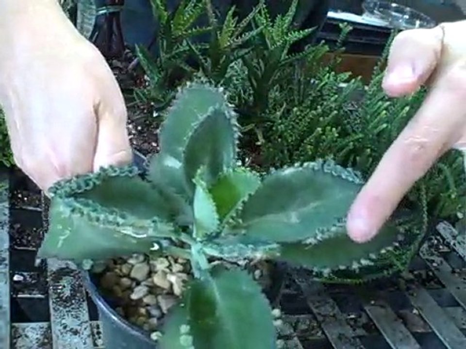 Easy Care Succulents Great Indoor Houseplants