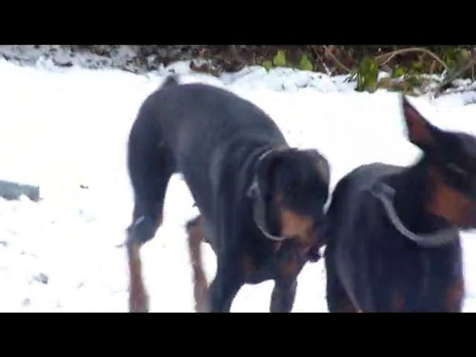 1ère Neige 2010 - Saphira et Evidence