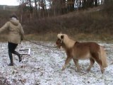 Bayron poney mini shetland à vendre (3)
