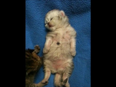 Chaton Persan qui danse sur la musique