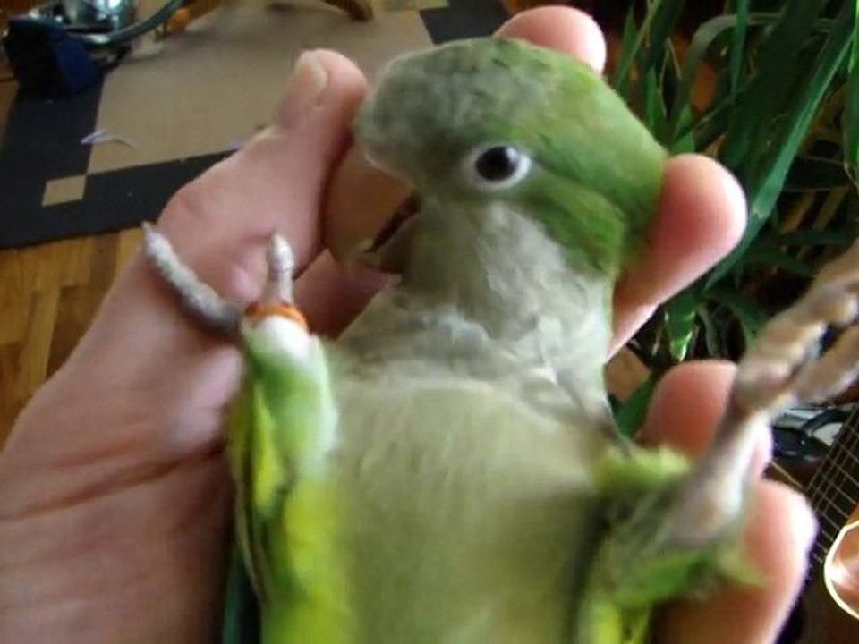 Monniksparkiet Babyvogel
