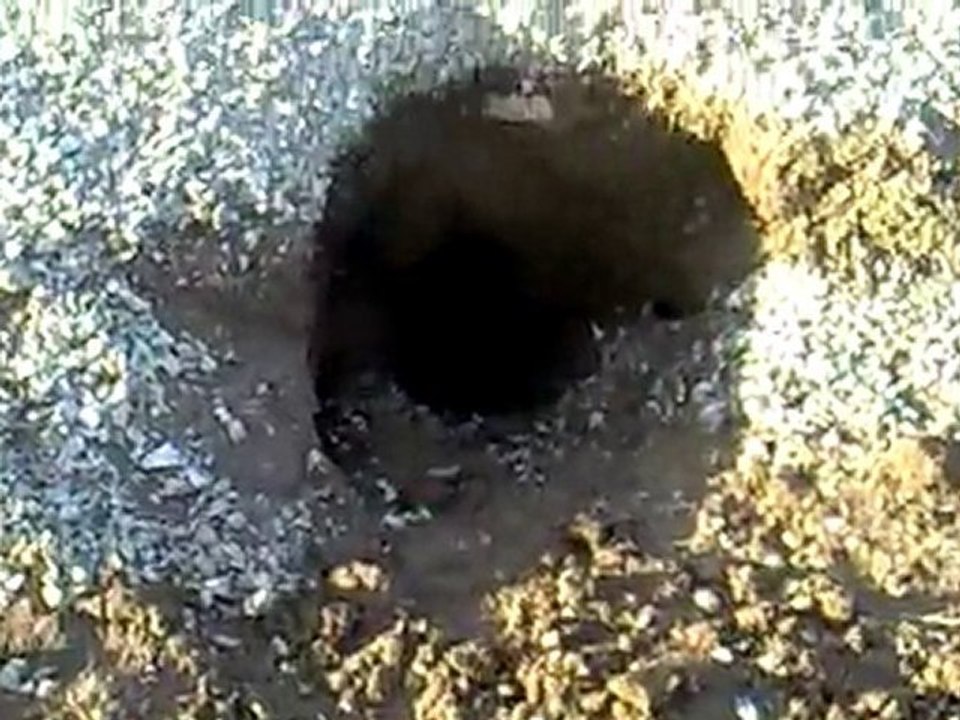 tilki deliği