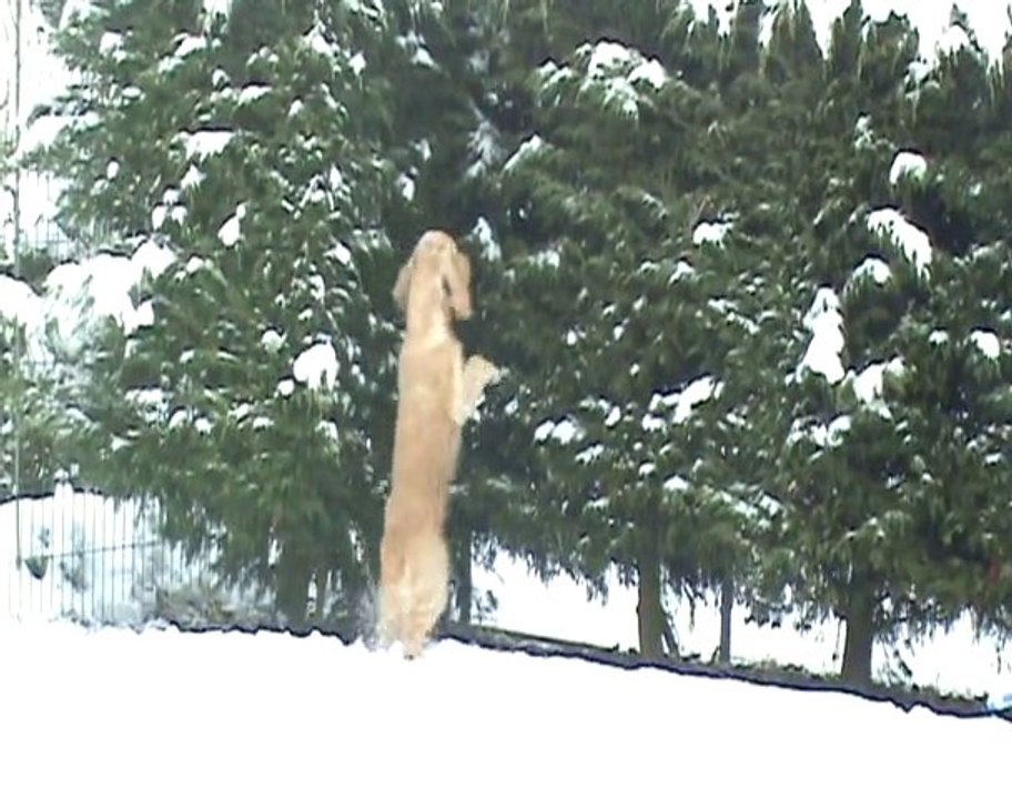 Pluto, notre chti'cocker ! il neige dans le Pas de Calais !
