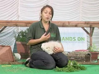 How To Recognize Guinea Pigs Sounds