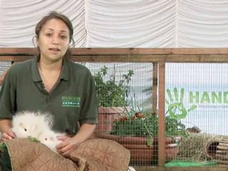 How To Find Guinea Pigs For Sale