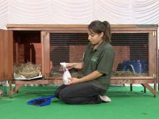 How To Clean A Guinea Pig Cage