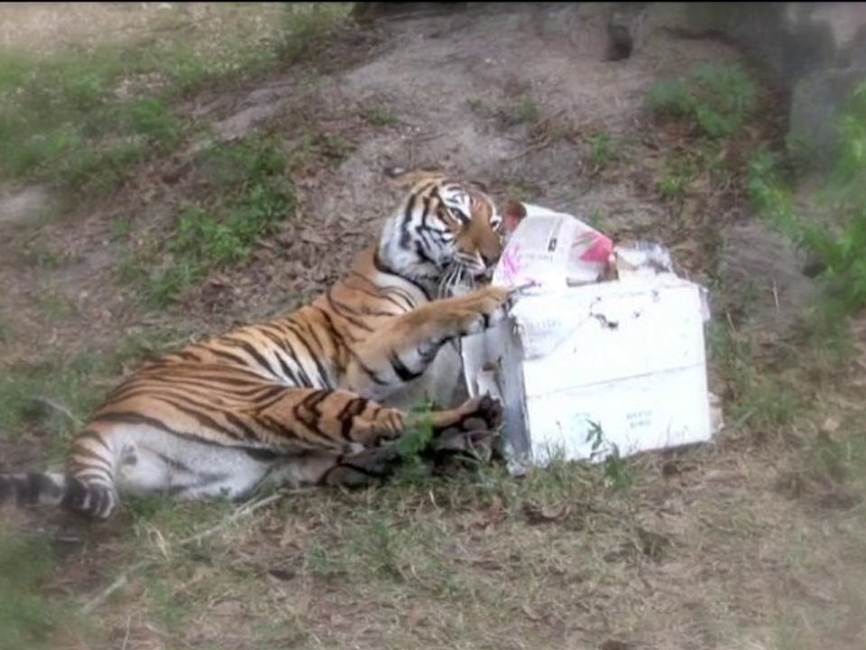 *Big Cat Christmas!*