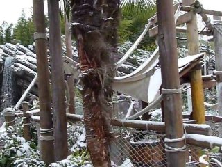 360° Adventureland - Disneyland Paris Décembre 2010