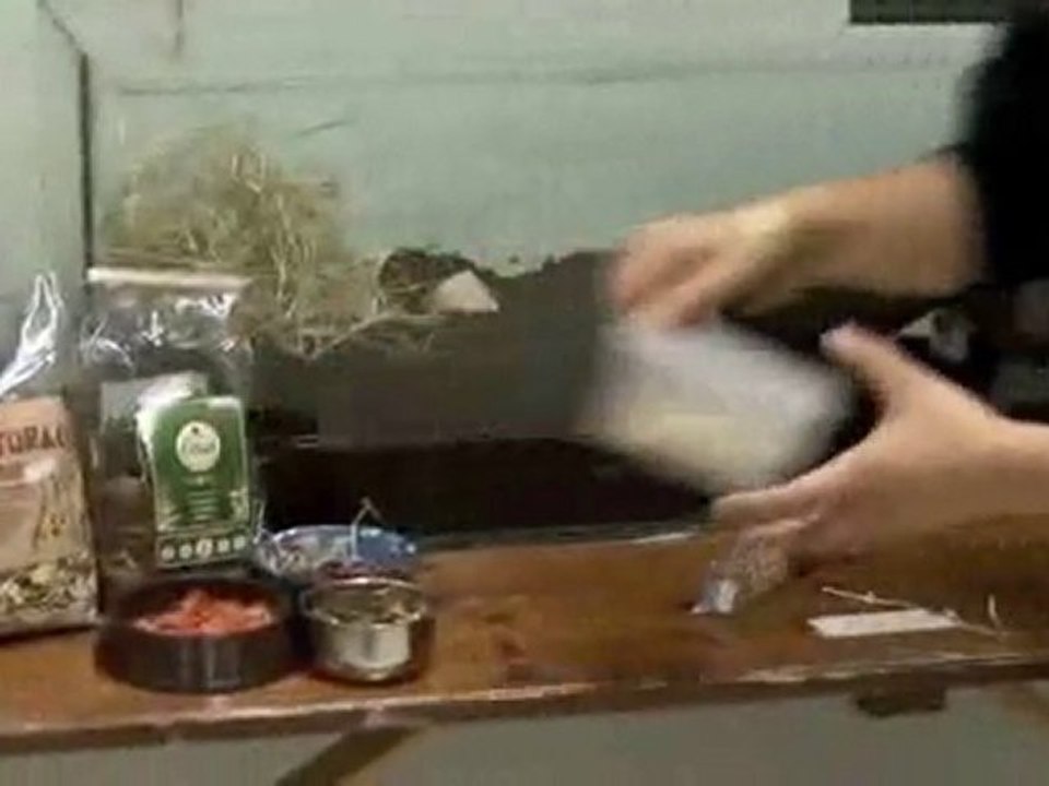 How To Set Up Gerbils Cages