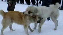 Ягуар(Орел)-Св.Страж Сак(Брянск)