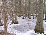 Winter at Stumpy Lake