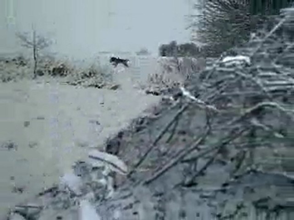 Les Borders Terriers de La Source Riante un jour de neige