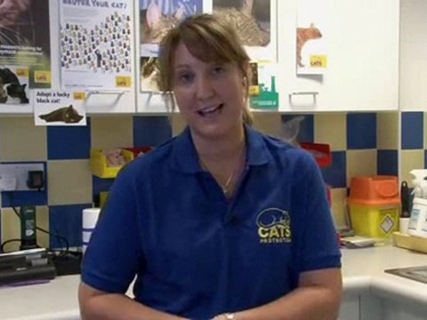 How To Get Rid Of Fleas On Cats