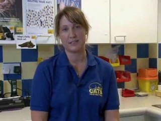 How To Tell If My Cat Is Pregnant