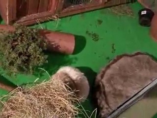 How To Begin Caring For Rabbits