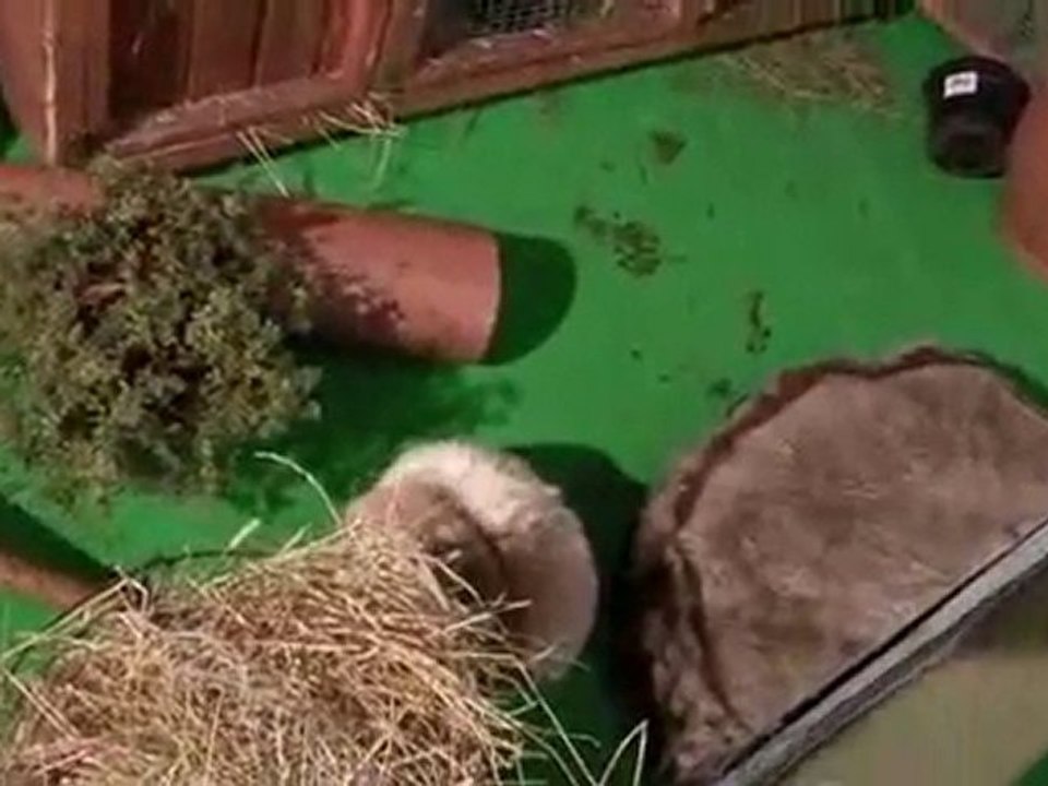 How To Begin Caring For Rabbits