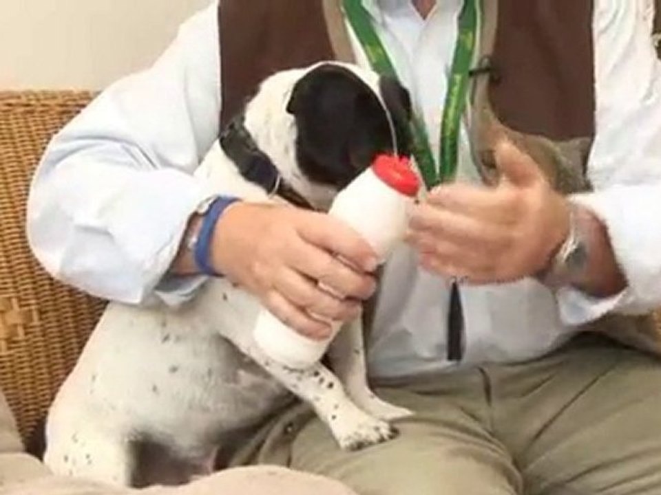 How To Make A Dog Vomit video Dailymotion