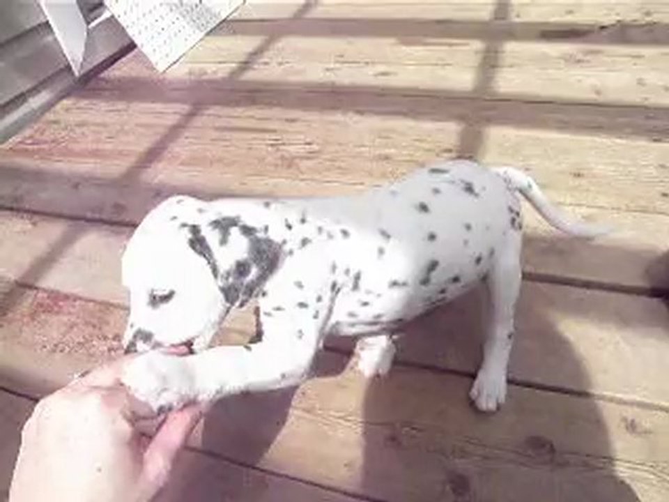 11 juin les chiots dalmatien 130