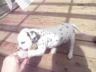 11 juin les chiots dalmatien 130
