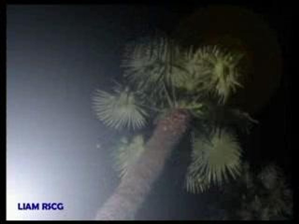 Fausse pub Camembert Président