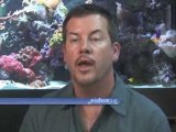 Fishkeeping: How To Choose A Compatible Fish : How do I choose compatible fish?