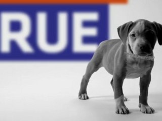 AMERICAN BULLY KENNEL ARGENTINA APBT BLUE NOSE