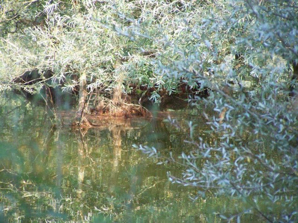 forum carpe le paradis du carpiste