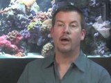 How To Clean Your Aquarium : How do I clean my aquarium?