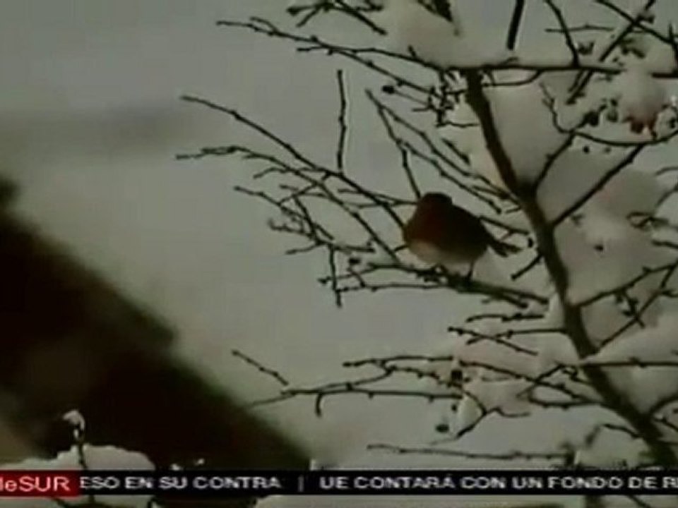 Tormenta de nieve provoca caos en medios de transporte