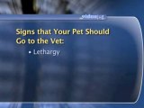 How To Know If Your Dog Needs To See A Vet : What are the warning signs that my dog needs to see a vet?