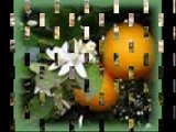 Naranjo en flor -Canta Claudio Daniello- Coleccion de Tangos