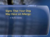How To Tell If Your Dog Has An Allergy : How can I tell if my dog has an allergy?