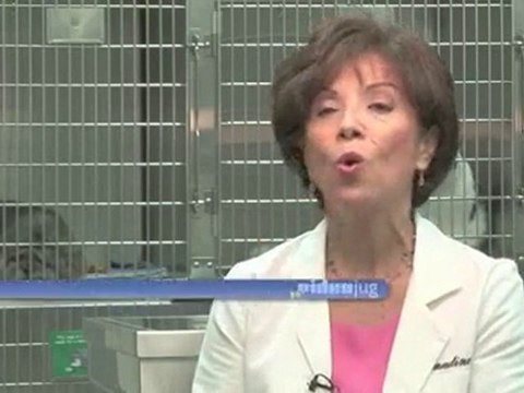 How To Tell If You Cat Has Worms : How can I tell if my cat has worms?