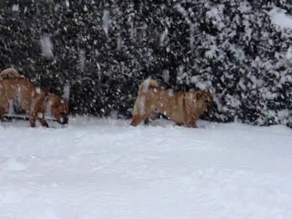 tchae nage dans la neige 19/12/2010