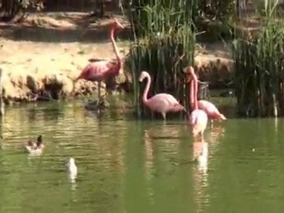 Le Parc des Oiseaux à Villars les Dombes
