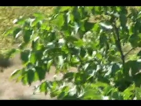 PİRİ KÖYÜ SAYDAŞ MAHALLESİ