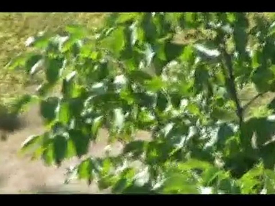 PİRİ KÖYÜ SAYDAŞ MAHALLESİ