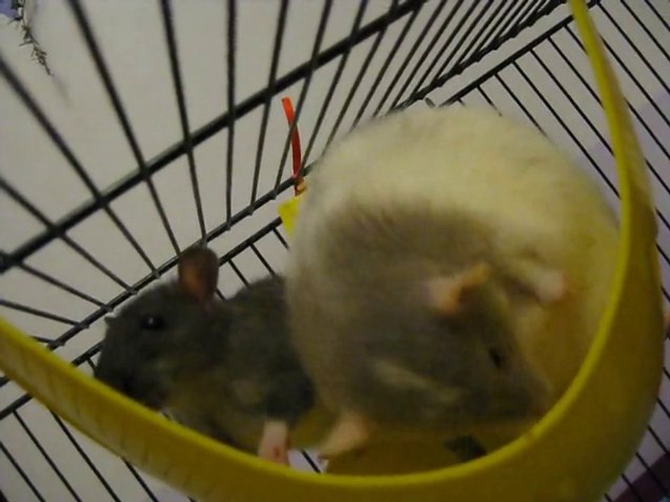 Intégration : Arwen rencontre Taïma... Elle a 6 semaines1/2