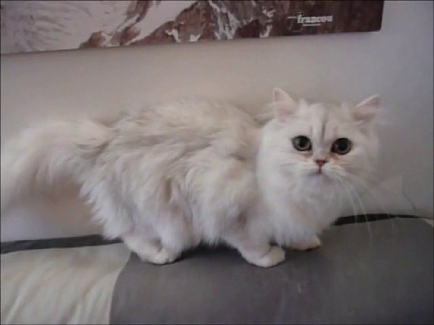 Flore De Silver Gate Femelle Persane Chinchilla Video Dailymotion