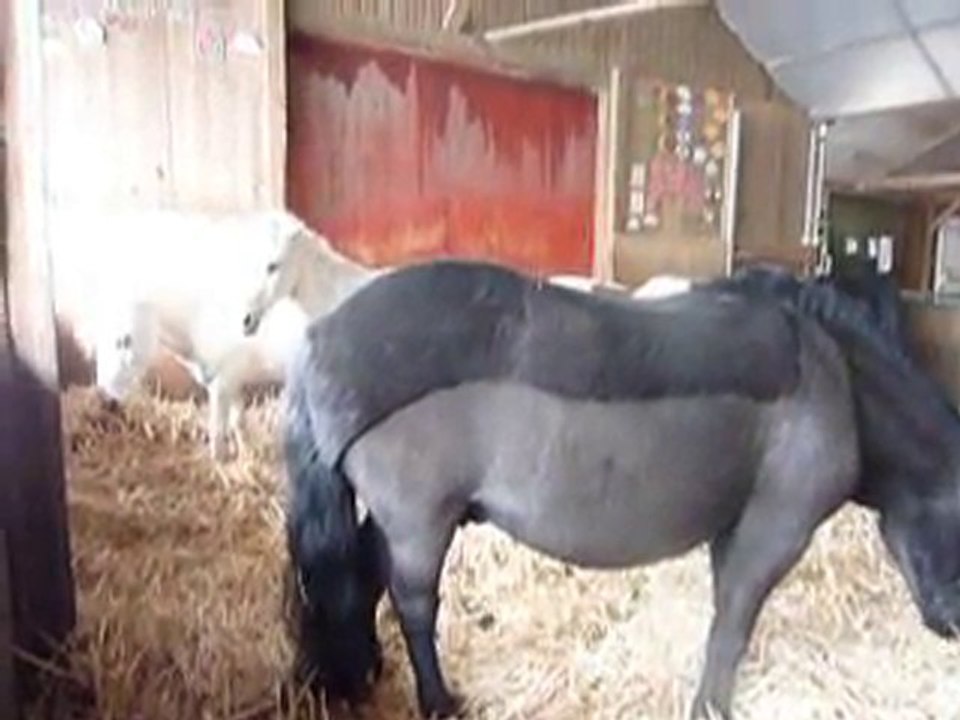 Promenade Neige de décembre 2010 3