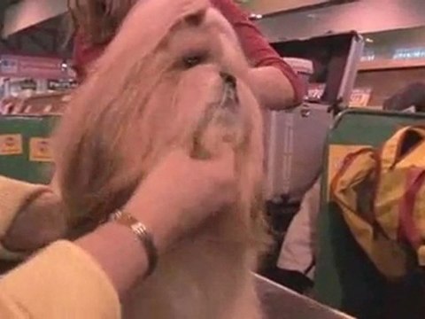 Dog Breeds: Shih Tzu