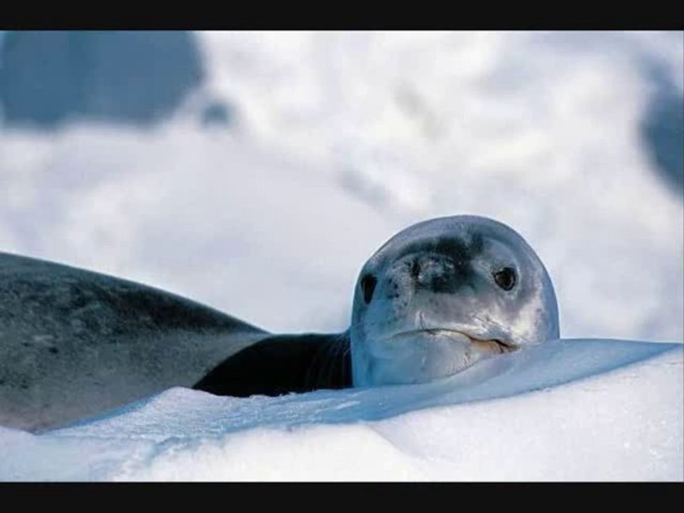LE PHOQUE, PETIT PRINCE DES MERS   Bateau bleu