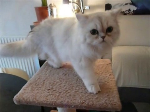 Funky de Silver Gate, Mâle Persan Silver Shaded