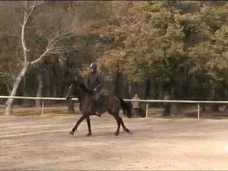 STATION OXER + VERTICAL